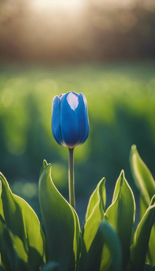 Seekor tulip biru berdiri dengan bangga di ladang hijau subur di bawah cahaya pagi yang lembut.