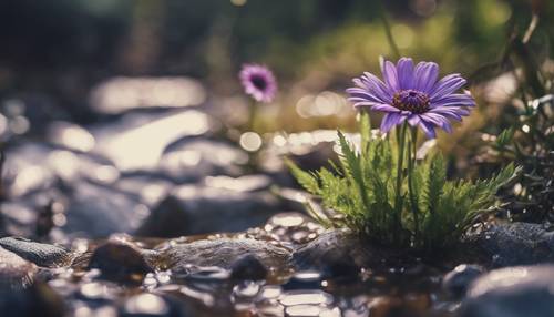 Tanaman bunga aster ungu, tumbuh subur di samping sungai yang mengalir deras