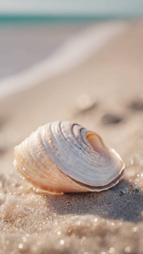 Un primo piano di una delicata conchiglia su una spiaggia sabbiosa dai colori pastello perlescenti.