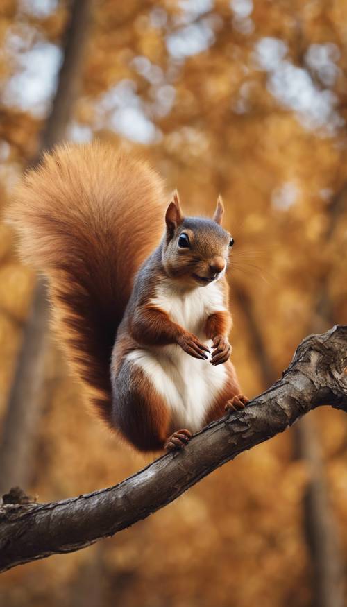 Pełna wdzięku brązowa wiewiórka skacząca jesienią z jednej gałęzi drzewa na drugą.