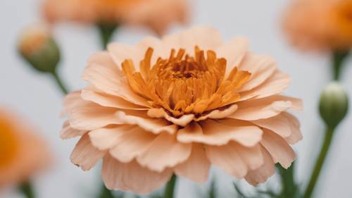 纯白色背景下盛开着一朵淡橙色的万寿菊。