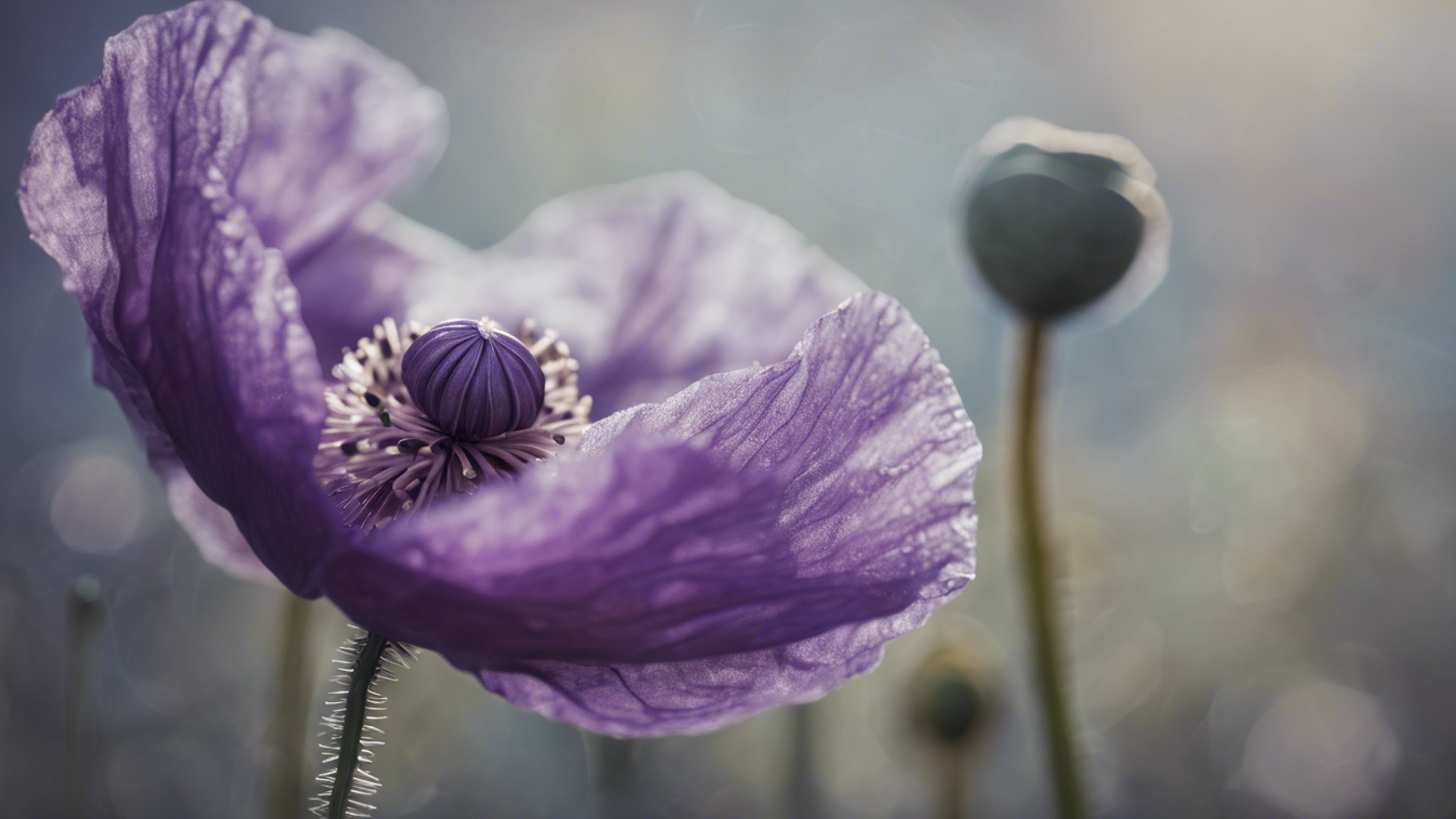 A close-up of a purple poppy with intricate details on a textured canvas. ផ្ទាំង​រូបភាព[f5d07fa5408f4773ae7b]