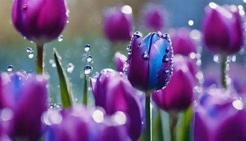 Macro shot of dewdrops atop a blue and purple tulip.