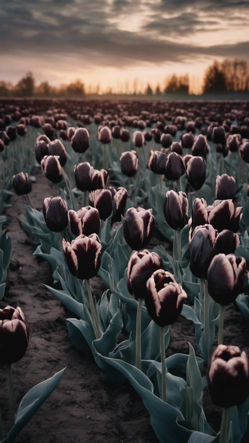 A sprawling field of black tulips swaying gently in the soft breezy twilight.
