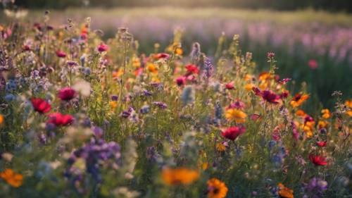 Un champ de fleurs sauvages vibrantes manifestant « Aspirez toujours à inspirer, avant d&#39;expirer ». Fond d&#39;écran [f9cf8fb4a62e45d0b5d0]