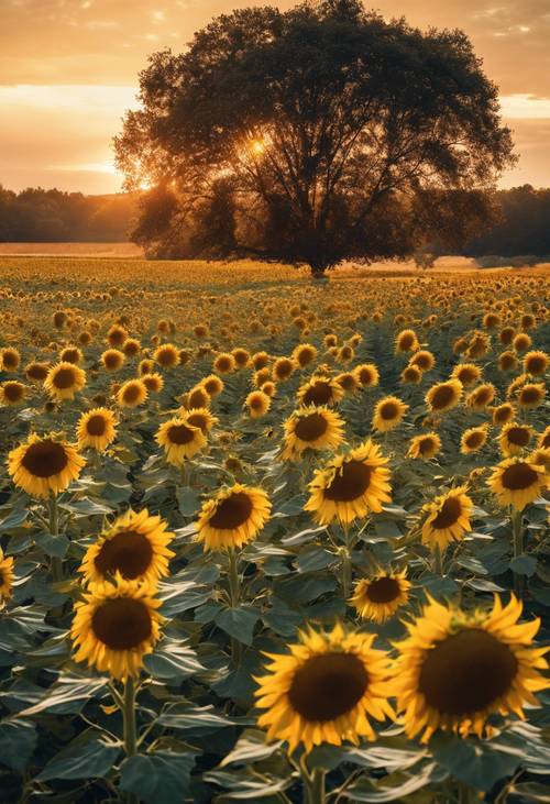A picturesque sunset over a field of sunflowers spread across the landscape. Tapeta [6116ef710ffa41f3a589]