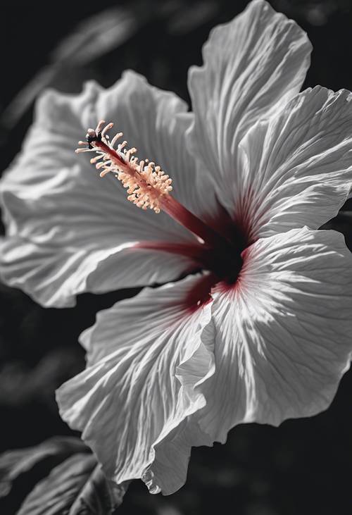 لقطة فنية أحادية اللون لنبات الكركديه في إزهار كامل، تقدم دراسة للضوء والظل.