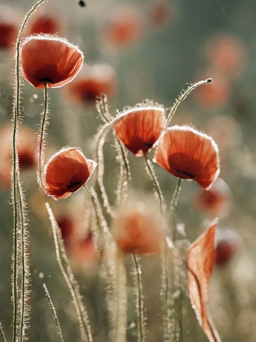 A macrolens shot of threads of silk from a poppy's stamen.