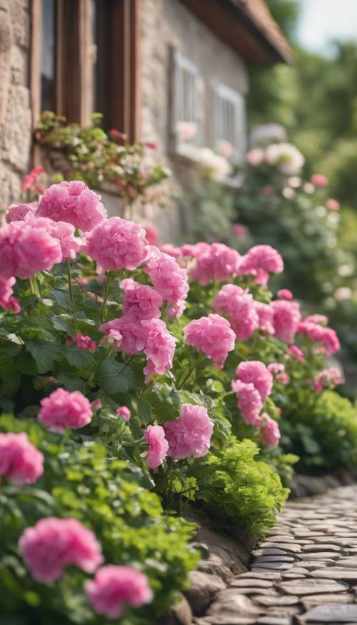 مشهد هادئ لحديقة منزلية مع زهور إبرة الراعي الوردية التي تحيط بمسار مرصوف بالحصى.