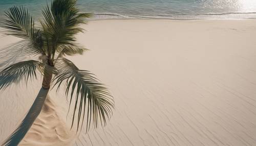 נוף בוקר של חוף המודגש על ידי עץ דקל לבן יחיד המטיל צללים ארוכים על החול