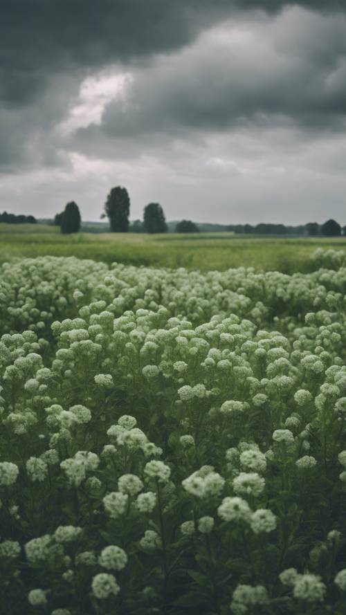 灰色多雲的天空下，一片綠色的花朵田野。