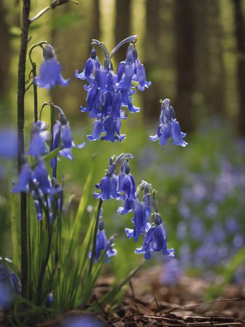 A cluster of bluebells growing in the heart of a dense, untouched forest.