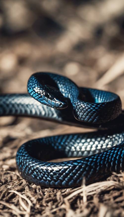 A thin black snake with a blue diamond pattern down its back basking in the sunlight.