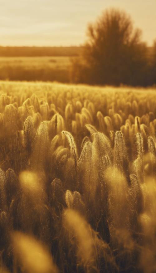 A vast field illuminated by a mystical yellow aura coming from the unknown.