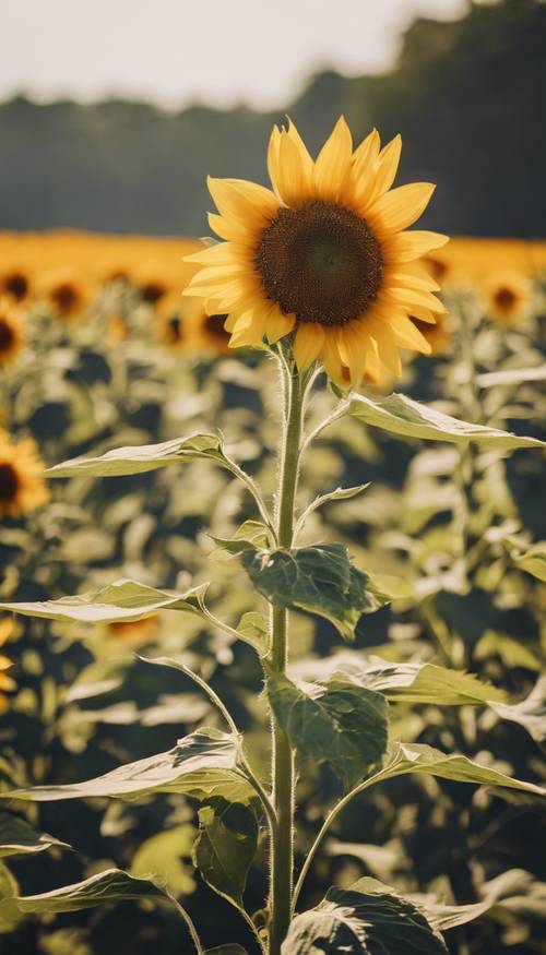 A bright yellow sunflower standing tall in a sunny field. Tapeta [cfab24ce77d14acb92eb]
