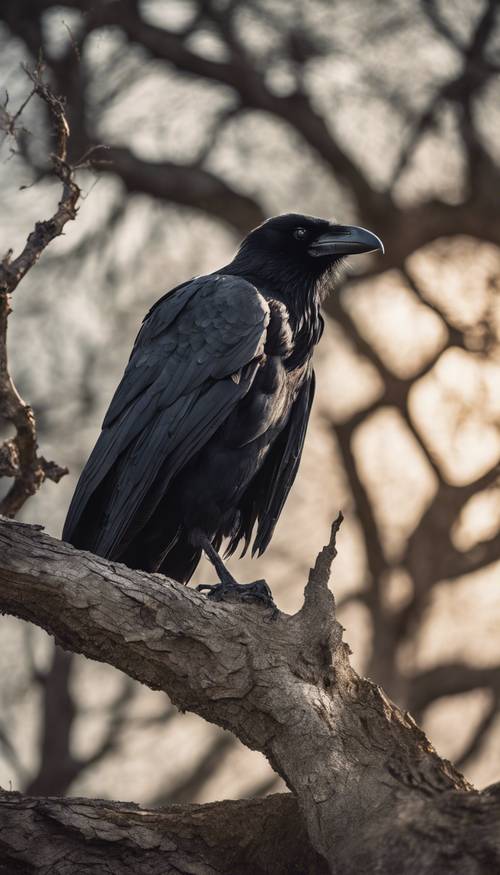 一只神秘的黑乌鸦在满月的光芒下栖息在一棵古老的橡树上。 墙纸 [0936b61ff7eb4ecbaa67]
