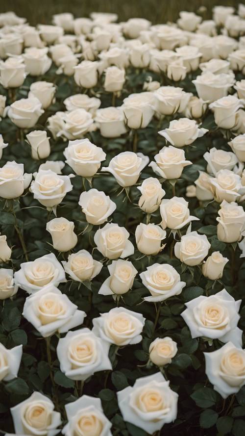 Rosas brancas plantadas em forma de coração no meio de um campo aberto.