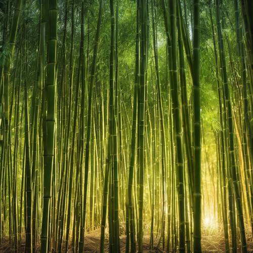Bidikan luas dari hutan bambu yang lebat, dengan cahaya kuning mengalir melalui batang-batang hijau.