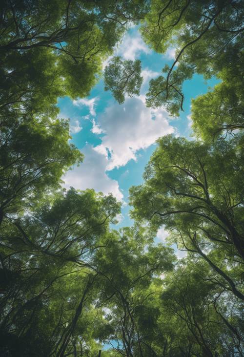 مظلة غابة مطيرة كما تُرى من قمة شجرة عالية، تظهر طبقات من المساحات الخضراء والسماء خلفها.
