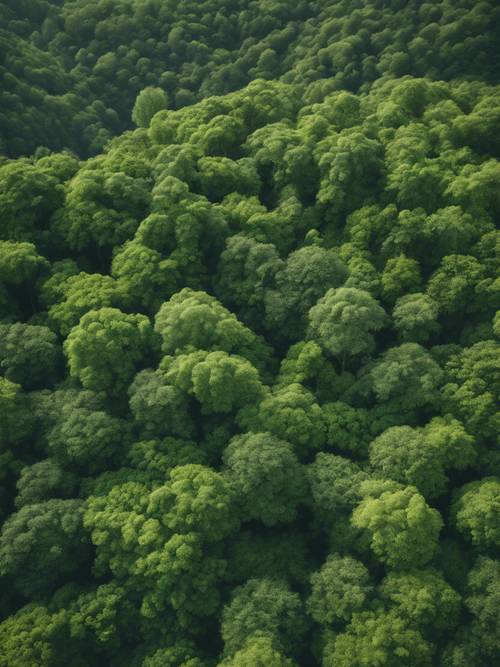 Uma vista panorâmica de uma paisagem densamente arborizada, exuberante com folhas verdes.