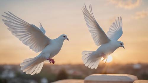 Ein Paar reinweißer Tauben, die bei Sonnenaufgang am klaren Himmel schweben.