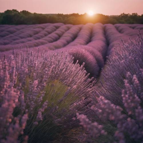 Beruhigende Lavendelfelder erstrecken sich bis zum Horizont, im Hintergrund die untergehende Sonne.