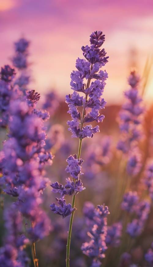 Gugusan bunga lavender ungu mekar di langit cat air artistik saat matahari terbenam.