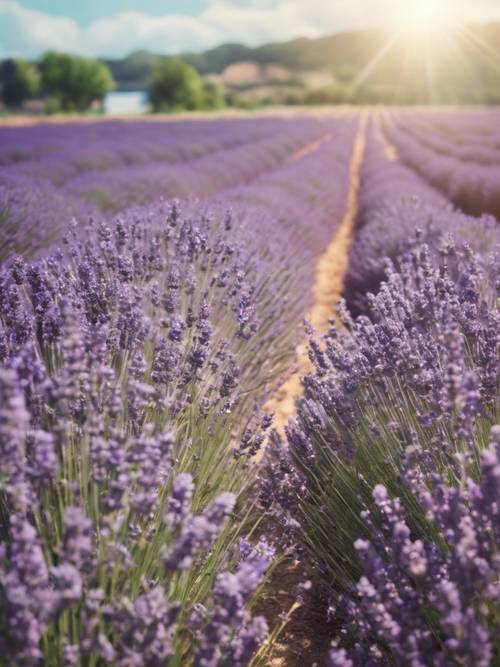 Ilustrasi kontemporer ladang lavender di bawah sinar matahari tengah hari.