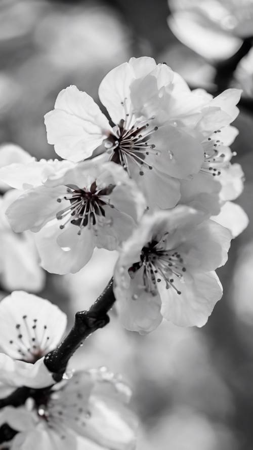 Tampilan jarak dekat dari bunga sakura Sakura, kelopaknya ditaburi embun, dalam foto hitam putih yang sangat kontras.