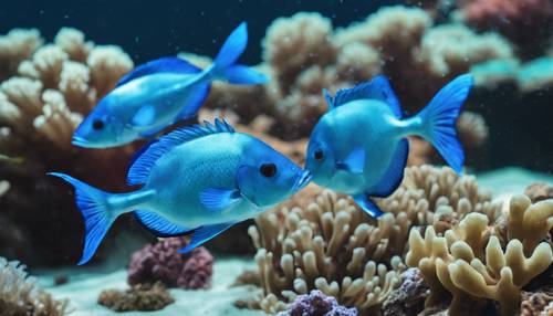 Un gruppo di pesci blu neon che sfrecciano intorno alla sicurezza di una barriera corallina.