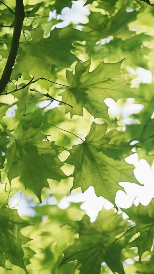 Mnóstwo żywych, zielonych liści klonu delikatnie falujących w lekki, wietrzny dzień w późnym popołudniowym słońcu.