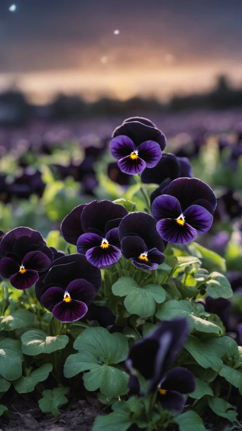 Close-up of black pansies under a twilight sky.