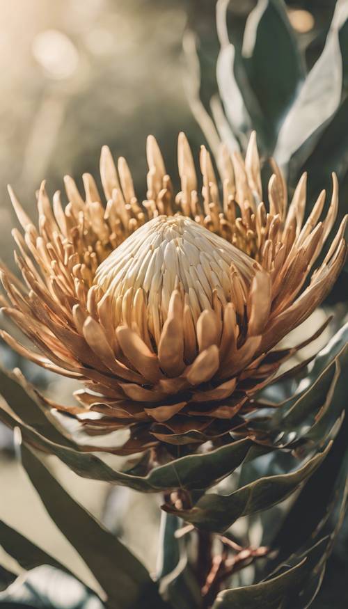 Ilustracja przedstawiająca złoty kwiat protea w botanicznym stylu vintage.