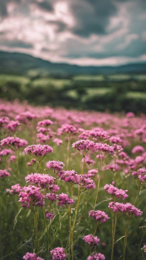 A field of pink wildflowers and green grass under a cloudy sky.