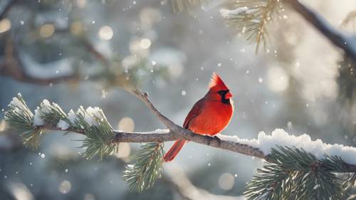 גלוית וינטג&#39; המתארת ​​ציפור קרדינל אדומה יושבת על ענף אורן מכוסה שלג במהלך בוקר חורפי שטוף שמש.
