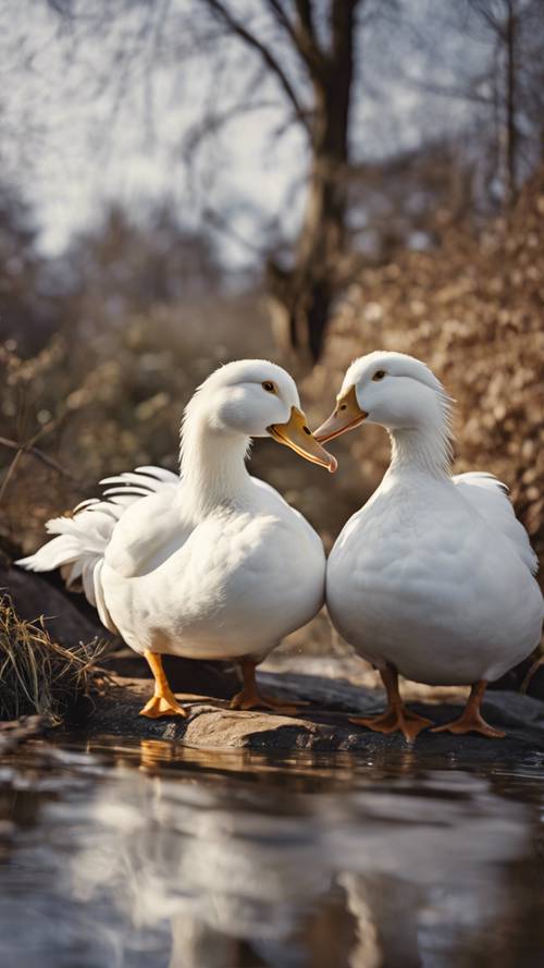 זוג ברווזים ביתיים לבנים מסדרים את נוצותיהם על גדת נחל מבעבע.