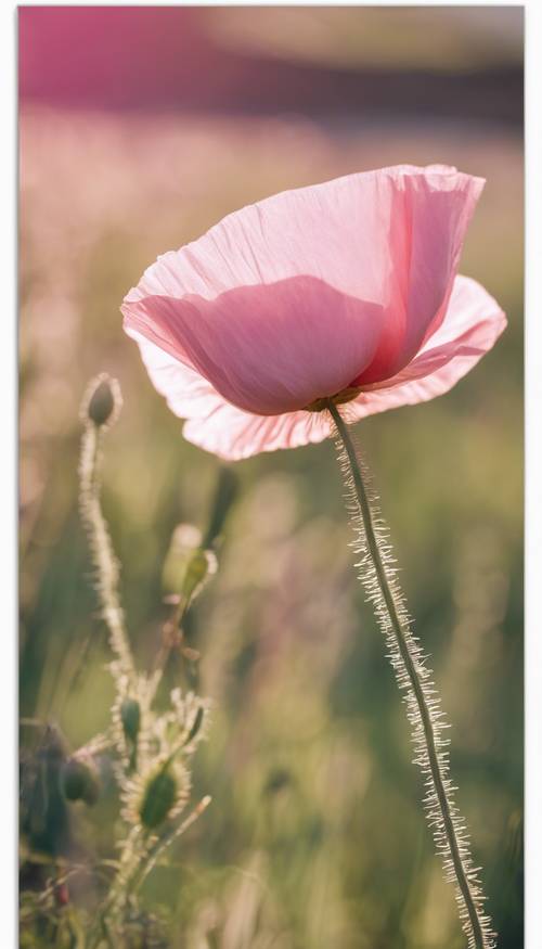Bunga poppy merah muda tunggal mekar di bawah sinar matahari pagi yang cerah.