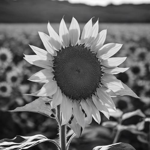 Um girassol em plena floração, com padrões e texturas intrincados enfatizados em uma versão em preto e branco.