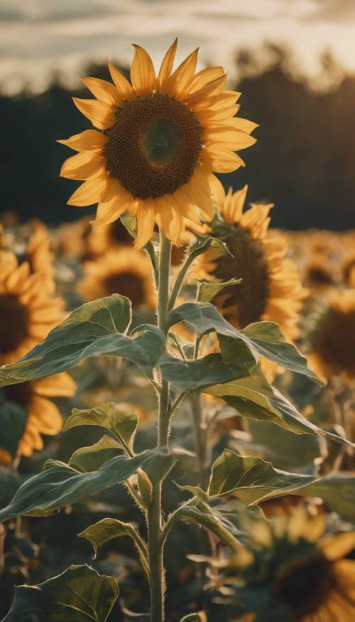 Hamparan bunga matahari antik bergoyang lembut tertiup angin malam.