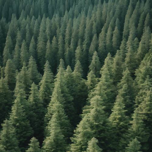 Uma imagem de uma floresta de pinheiros densa e verde-clara no noroeste do Pacífico
