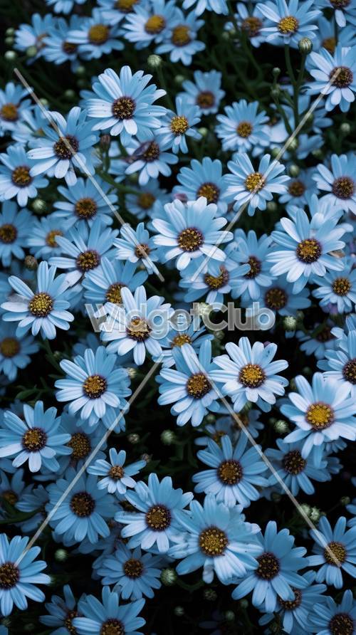 Ekranınız için Mavi ve Beyaz Çiçekler