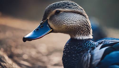 Retrato de un pato azul marino mostrando sus plumas de colores vivos. Fondo de pantalla [e4fea42b43ed4669b66b]