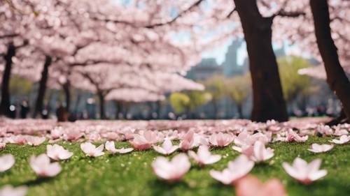 Городской парк весной, где на траве разбросаны лепестки вишневого цвета.