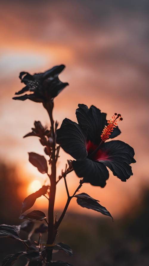 Portrait of a charismatic black hibiscus with mysterious aura, set against a fiery sunset.
