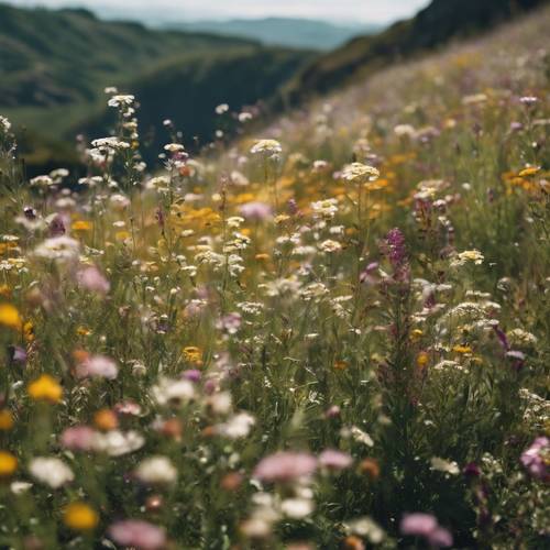 Um campo de flores silvestres em plena floração, apanhado pela brisa de verão na encosta de uma montanha.