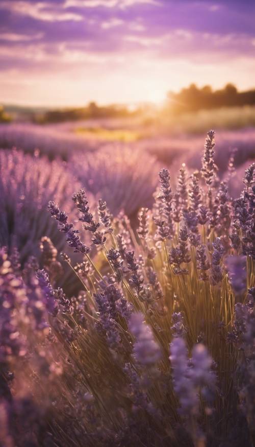 Ladang terbuka bunga lavender saat matahari terbenam dengan sinar matahari keemasan menyinari batangnya.