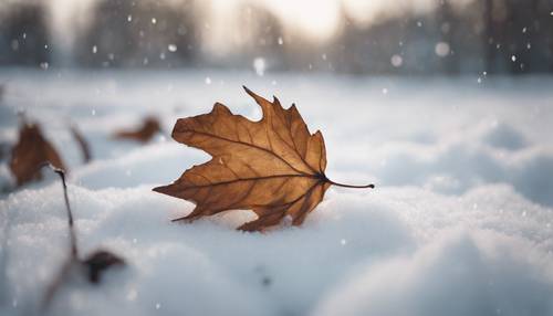 A dying leaf in a wintry setting, its faded brown hues visible against a clean white snow ground.
