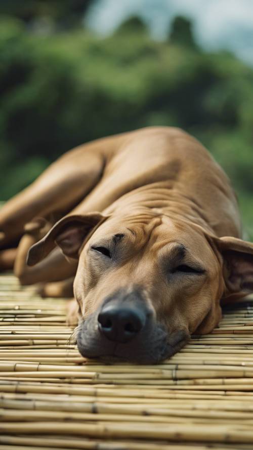 كلب Ridgeback التايلاندي نائم على حصيرة من الخيزران، ويطل على الريف التايلاندي الخصب.
