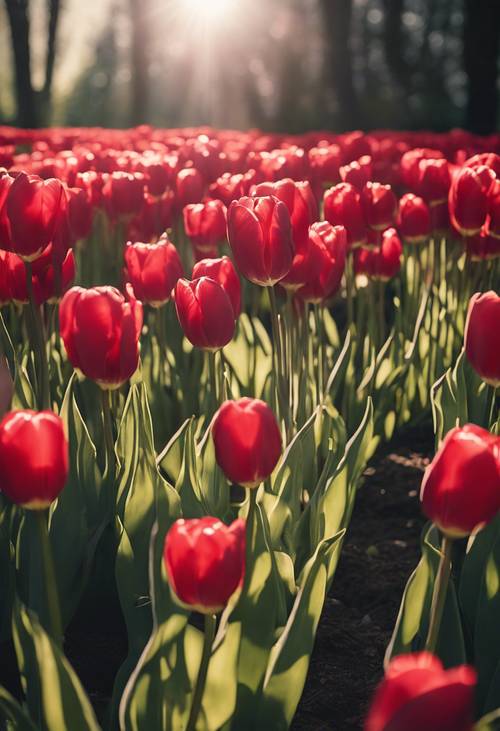 Un jardín lleno de tulipanes de color rojo rubí brillantemente iluminado bajo los suaves rayos del sol matutino de verano.