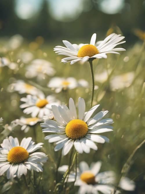 A painterly image of daisies swaying under a soft breeze in a summer meadow.